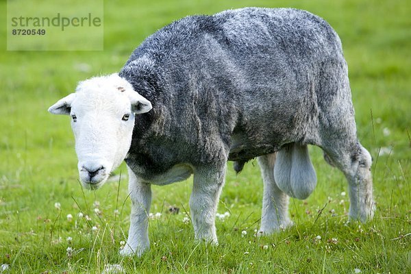 Tradition  Großbritannien  Schaf  Ovis aries  See  Cumbria  Ortsteil