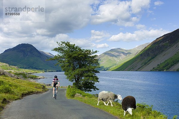 Tradition  Großbritannien  Fahrradfahrer  Schaf  Ovis aries  Fernverkehrsstraße  See  Cumbria  Ortsteil  grasen