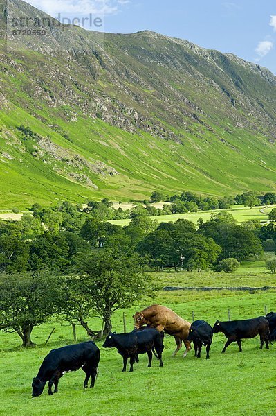 Hausrind  Hausrinder  Kuh  Bulle  Stier  Stiere  Bullen  Berg  Großbritannien  Herde  Herdentier  See  Rind  Kuh  Derwent  Ortsteil  Moor  aufsitzen