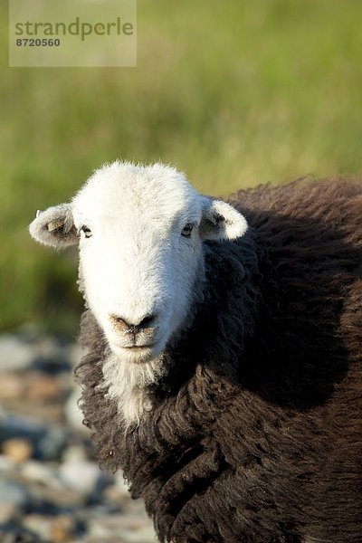 Tradition  Großbritannien  Schaf  Ovis aries  See  Cumbria  Ortsteil