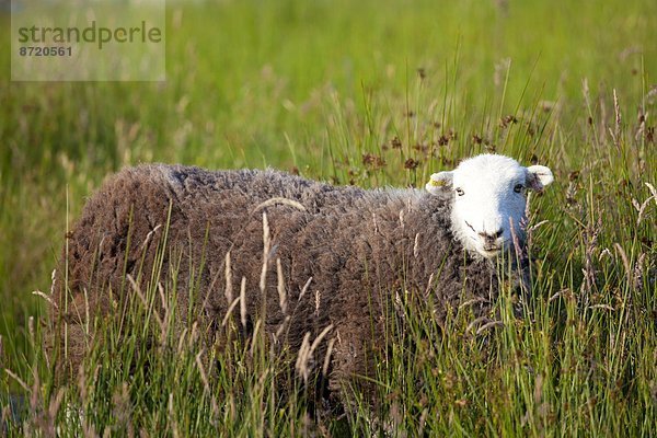 Tradition  Großbritannien  Schaf  Ovis aries  See  Cumbria  Ortsteil