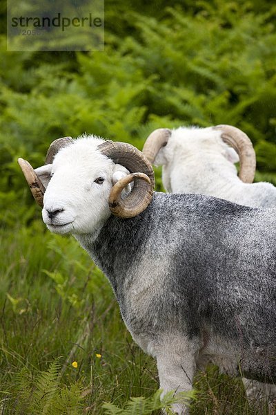 Tradition  Großbritannien  Schaf  Ovis aries  See  Cumbria  Ortsteil