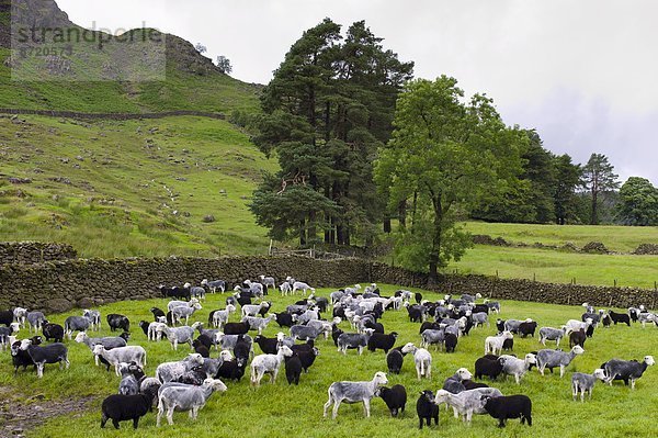 Lamm  Großbritannien  Bauernhof  Hof  Höfe  Schaf  Ovis aries  See  Cumbria  Ortsteil