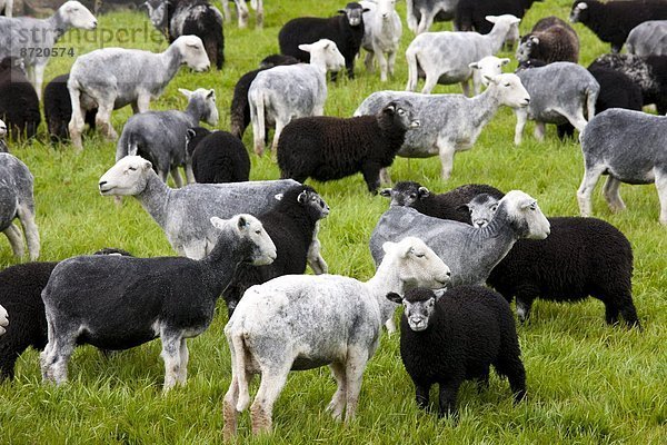 Lamm  Großbritannien  Bauernhof  Hof  Höfe  Schaf  Ovis aries  See  Cumbria  Ortsteil