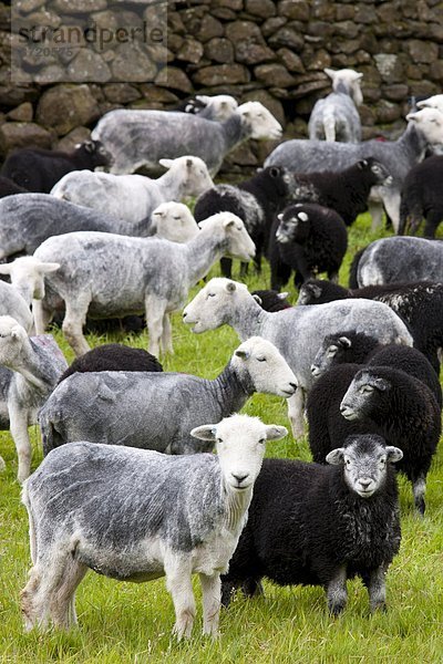 Lamm  Großbritannien  Bauernhof  Hof  Höfe  Schaf  Ovis aries  See  Cumbria  Ortsteil