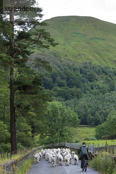 Großbritannien  Bauernhof  Hof  Höfe  Schaf  Ovis aries  See  Cumbria  Ortsteil  Schafhirte