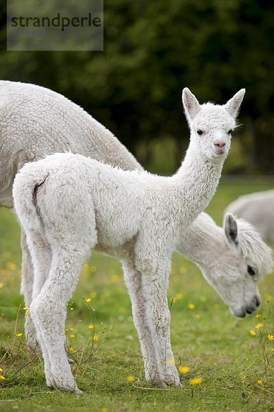 Alpaka  Lama guanicoë pacos  nahe  Großbritannien  Bauernhof  Hof  Höfe  Stadt  See  Baby  Cumbria  Ortsteil  Ende