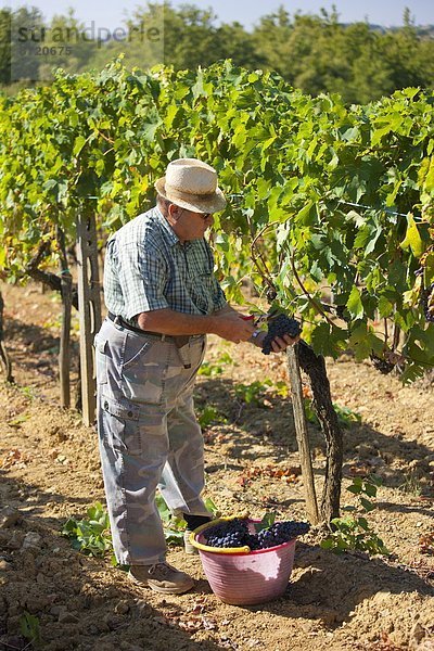 Mann Weintraube aufheben Geographie Chianti Italien Toskana