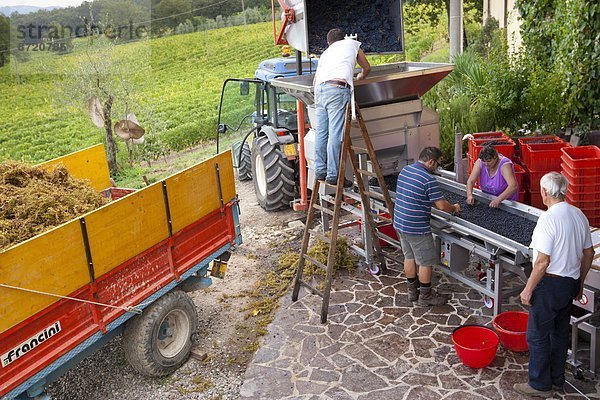 Wohngebäude Wein ernten Italien Montalcino Toskana