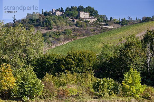 Fokus auf den Vordergrund  Fokus auf dem Vordergrund  Chianti  Italien  Toskana  Weinberg