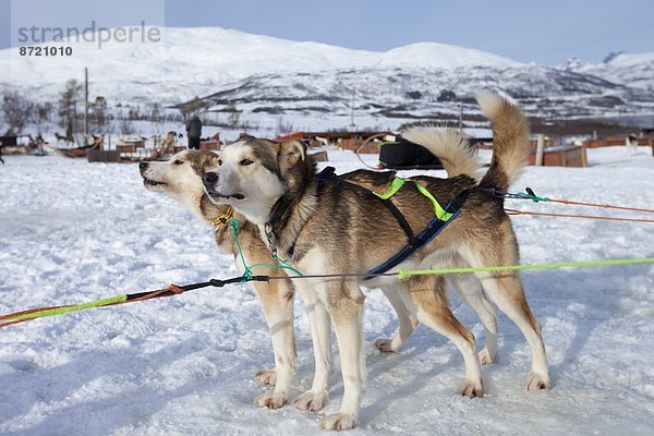 Ehrgeiz  Abenteuer  warten  Landschaftlich schön  landschaftlich reizvoll  Kreis  Norwegen  Insel  Norden  Alaska  Husky  Arktis  Tromso