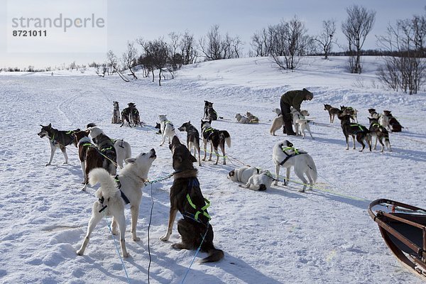 Hund  Schlitten  Landschaftlich schön  landschaftlich reizvoll  Insel  Alaska  Husky  Tromso