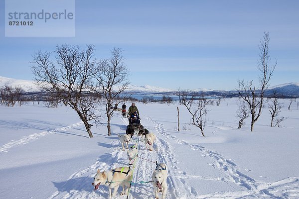 Hund  Schlitten  Landschaftlich schön  landschaftlich reizvoll  Insel  Alaska  Husky