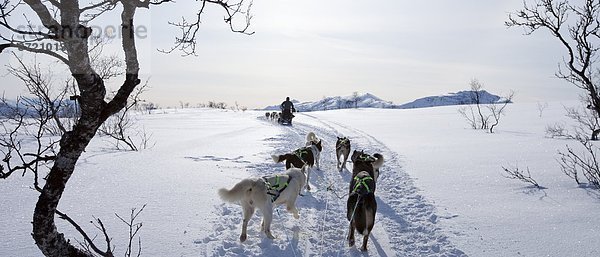 Hund  Schlitten  Landschaftlich schön  landschaftlich reizvoll  Insel  Alaska  Husky