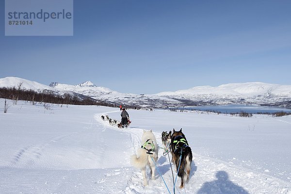 Hund  Schlitten  Landschaftlich schön  landschaftlich reizvoll  Insel  Alaska  Husky