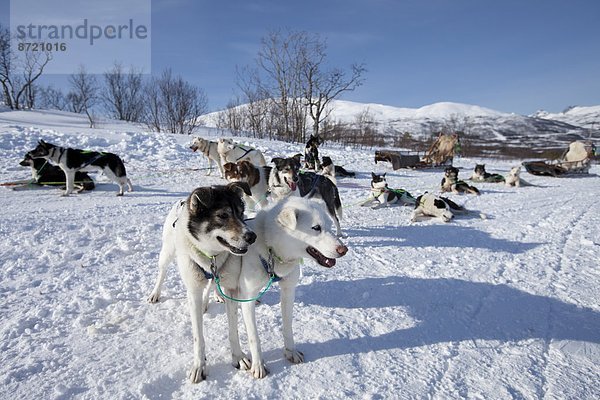 Hund  Schlitten  Landschaftlich schön  landschaftlich reizvoll  Kreis  Norwegen  Norden  Alaska  Husky  Arktis  Tromso