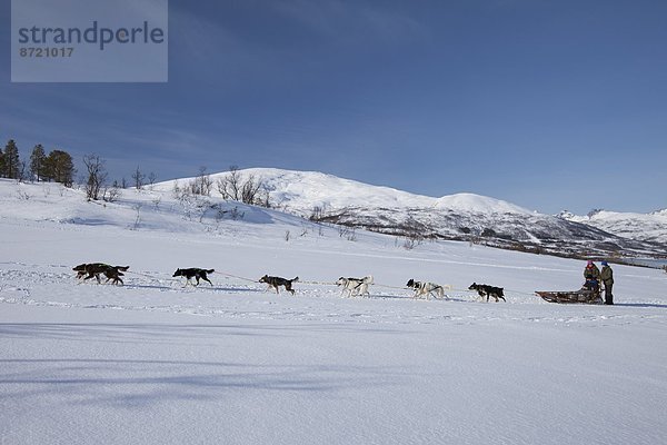 Hund  Schlitten  Landschaftlich schön  landschaftlich reizvoll  Kreis  Norwegen  Insel  Norden  Alaska  Husky  Arktis  Tromso