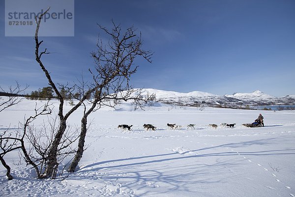 Hund  Schlitten  Landschaftlich schön  landschaftlich reizvoll  Kreis  Norwegen  Insel  Norden  Alaska  Husky  Arktis  Tromso