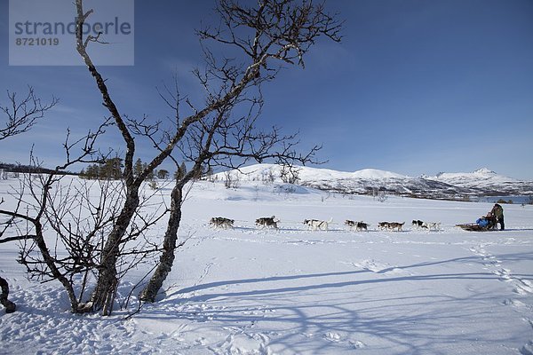Hund  Schlitten  Landschaftlich schön  landschaftlich reizvoll  Kreis  Norwegen  Insel  Norden  Alaska  Husky  Arktis  Tromso