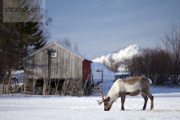 Rentier  Rentiere  Rangifer tarandus  Landschaft  Kreis  Norwegen  Norden  Arktis  grasen  Schnee  Tromso