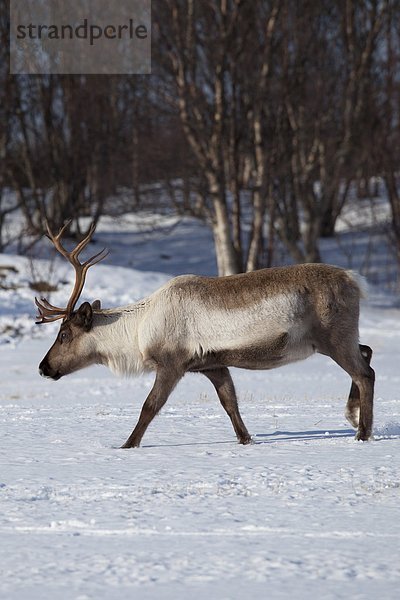 Rentier  Rentiere  Rangifer tarandus  Landschaft  Kreis  Norwegen  Norden  Arktis  Schnee  Tromso