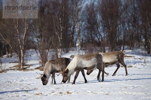 Rentier  Rentiere  Rangifer tarandus  Landschaft  Herde  Herdentier  Kreis  Norwegen  Norden  Arktis  grasen  Schnee  Tromso