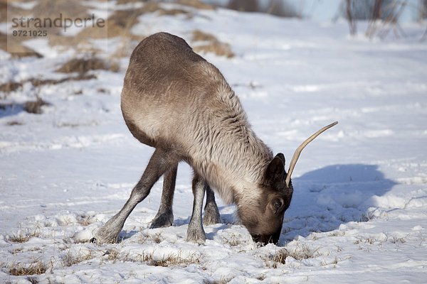 Rentier  Rentiere  Rangifer tarandus  Landschaft  Kreis  Norwegen  Norden  Arktis  grasen  Schnee  Tromso