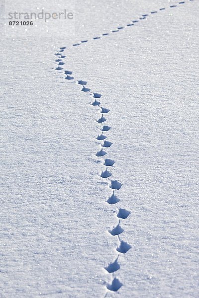 Landschaft  Tier  Kreis  Norwegen  Norden  Arktis  Schnee  Tromso