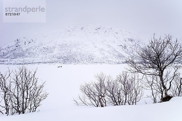 See  Eis  Kreis  Insel  Alpen  angeln  Geographie  Arktis  gefroren  Tromso