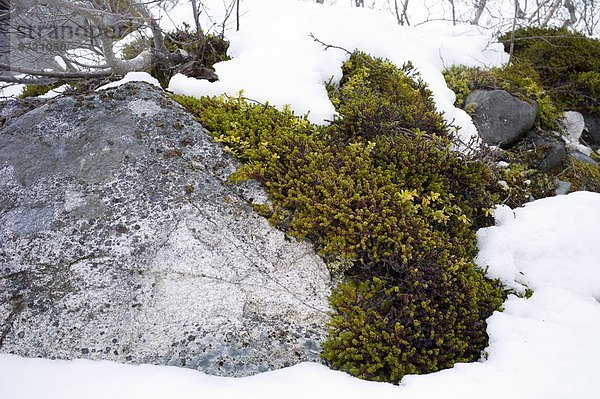 Kreis  Insel  Geographie  Arktis  Flechte   Flechten  Tromso