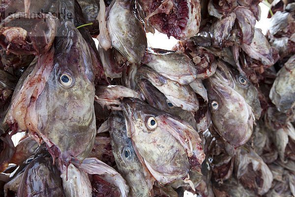 Dorsch Wäscheständer Tradition trocknen Kreis Insel Geographie Arktis Stockfisch Tromso