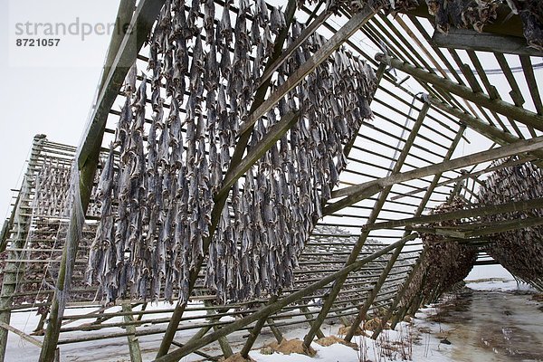 Dorsch Wäscheständer Tradition trocknen Kreis Insel Geographie Arktis Stockfisch Tromso