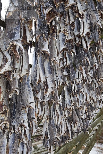 Dorsch Wäscheständer Tradition trocknen Kreis Insel Geographie Arktis Stockfisch Tromso