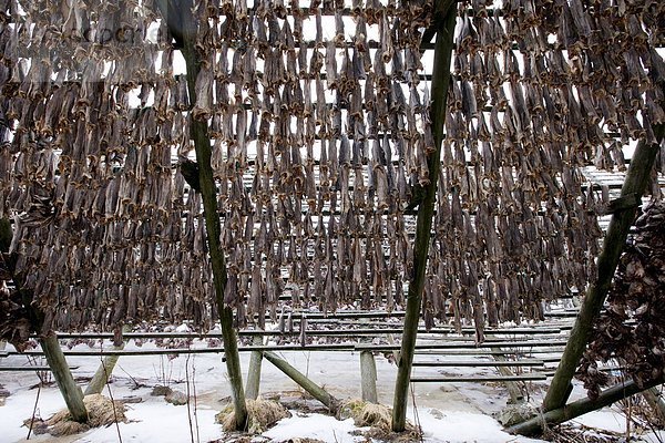 Dorsch Wäscheständer Tradition trocknen Kreis Insel Geographie Arktis Stockfisch Tromso