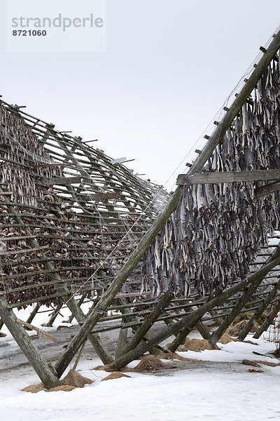 Dorsch Wäscheständer Tradition trocknen Kreis Insel Geographie Arktis Stockfisch Tromso