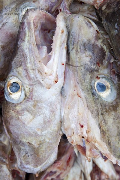 Dorsch Wäscheständer Tradition trocknen Kreis Insel Geographie Arktis Stockfisch Tromso