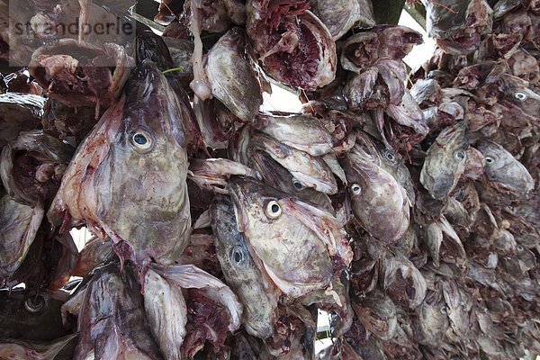 Dorsch Wäscheständer Tradition trocknen Kreis Insel Geographie Arktis Stockfisch Tromso