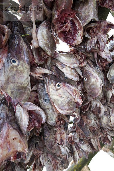 Dorsch Wäscheständer Tradition trocknen Kreis Insel Geographie Arktis Stockfisch Tromso