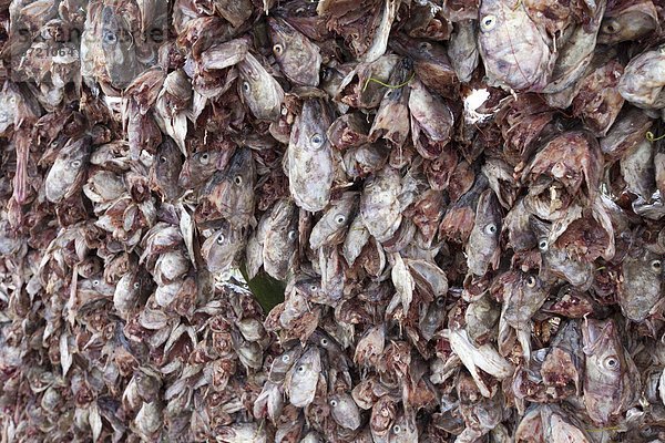 Dorsch Wäscheständer Tradition trocknen Kreis Insel Geographie Arktis Stockfisch Tromso