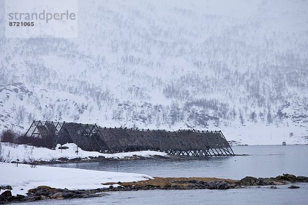 Dorsch Wäscheständer Tradition trocknen Kreis Insel Ufer Arktis Stockfisch Tromso