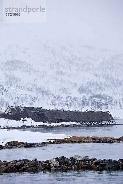 Dorsch Wäscheständer Tradition trocknen Kreis Insel Ufer Arktis Stockfisch Tromso