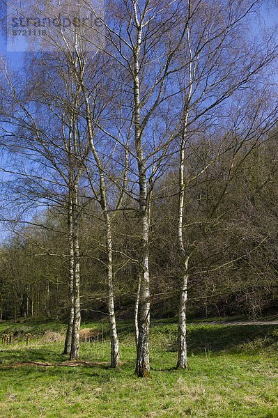Weißbirke  Betula pendula  Großbritannien  Frühling  Cotswolds  Oxfordshire