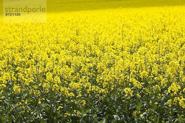 Raps  Brassica napus  Großbritannien  Landschaft  Cotswolds  Oxfordshire