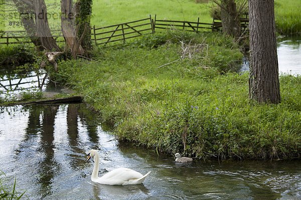 Höckerschwan Cygnus olor Großbritannien Cotswolds Schwanjunges Gloucestershire