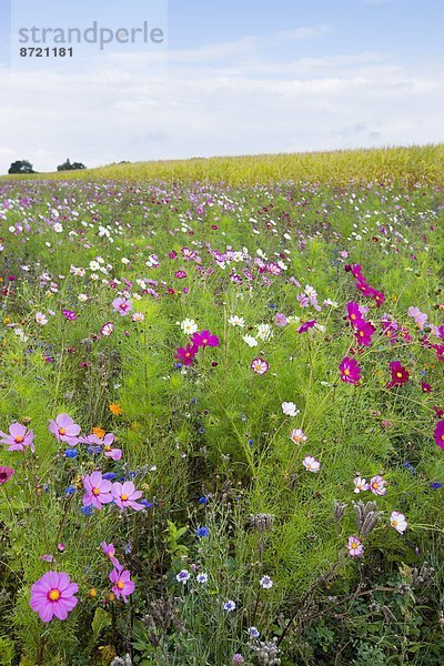 Mais  Zuckermais  Kukuruz  Ländliches Motiv  ländliche Motive  Frankreich  Feld  Nutzpflanze  Wildblume  Grenze  Mais  Normandie