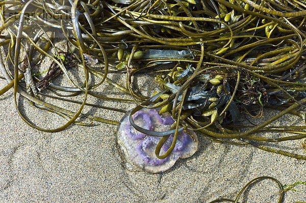 Meer  Braunalge  Teamgeist  zeigen  blasen  bläst  blasend  Irland  Spitze  spanisch