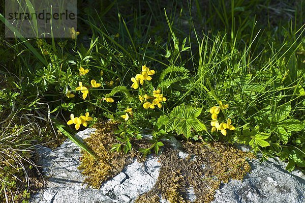 Wildblume  Ethnisches Erscheinungsbild  Clare County  Flechte   Flechten