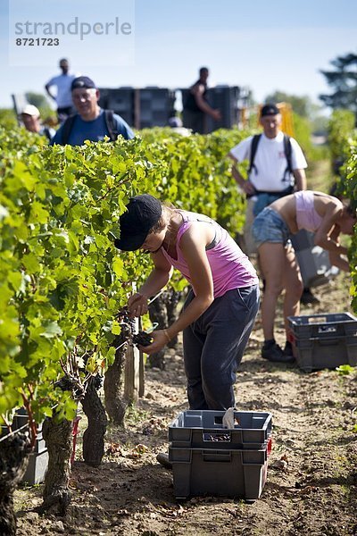 Frankreich  ernten  Wahrzeichen  Weintraube  Palast  Schloß  Schlösser  Bordeaux  Weinberg