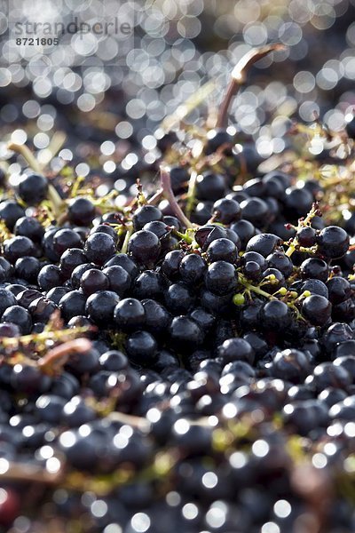 ernten  schwarz  Weintraube  Bordeaux  reif