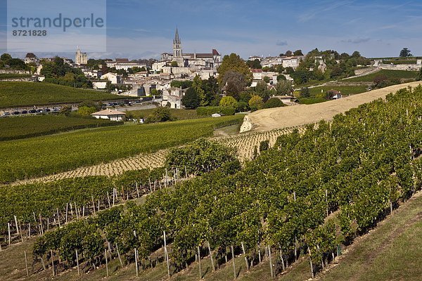 Frankreich  Wein  Weintraube  Fokus auf den Vordergrund  Fokus auf dem Vordergrund  Geographie  Bordeaux  Weinberg